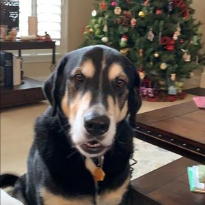 Meet your Posher, Priscilla